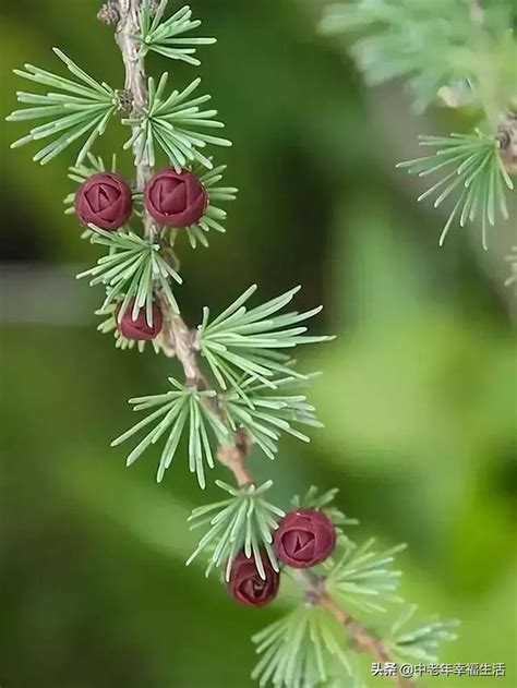 松樹開白花|松樹開花竟然這麼美!從沒見過松樹花開,只見過乾燥的松核!